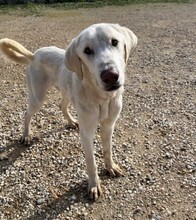 ZAPE, Hund, Mischlingshund in Spanien - Bild 1
