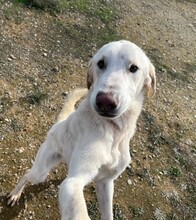 ZAPE, Hund, Mischlingshund in Spanien - Bild 2