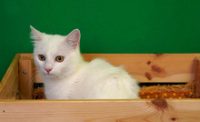 FREA, Katze, Europäisch Kurzhaar in Bulgarien - Bild 5