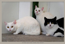 GIZELE, Katze, Europäisch Kurzhaar in Bulgarien - Bild 12
