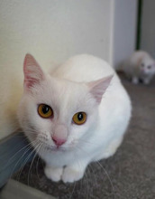 GIZELE, Katze, Europäisch Kurzhaar in Bulgarien - Bild 5