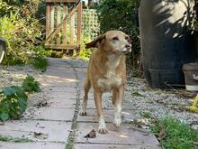 MAGHERITA, Hund, Mischlingshund in Italien - Bild 10