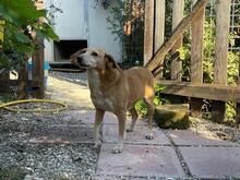 MAGHERITA, Hund, Mischlingshund in Italien - Bild 12