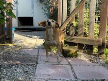 MAGHERITA, Hund, Mischlingshund in Italien - Bild 13
