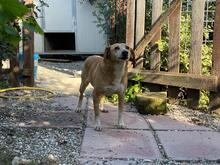 MAGHERITA, Hund, Mischlingshund in Italien - Bild 14