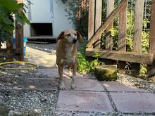 MAGHERITA, Hund, Mischlingshund in Italien - Bild 15
