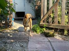 MAGHERITA, Hund, Mischlingshund in Italien - Bild 16