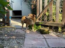 MAGHERITA, Hund, Mischlingshund in Italien - Bild 17