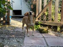 MAGHERITA, Hund, Mischlingshund in Italien - Bild 18