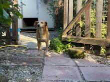 MAGHERITA, Hund, Mischlingshund in Italien - Bild 19