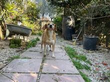MAGHERITA, Hund, Mischlingshund in Italien - Bild 2