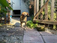MAGHERITA, Hund, Mischlingshund in Italien - Bild 20