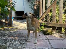 MAGHERITA, Hund, Mischlingshund in Italien - Bild 3