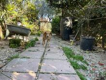 MAGHERITA, Hund, Mischlingshund in Italien - Bild 4