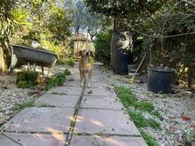 MAGHERITA, Hund, Mischlingshund in Italien - Bild 5