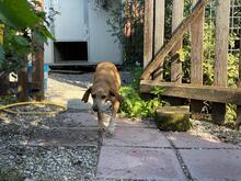MAGHERITA, Hund, Mischlingshund in Italien - Bild 6