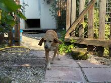 MAGHERITA, Hund, Mischlingshund in Italien - Bild 7