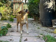 MAGHERITA, Hund, Mischlingshund in Italien - Bild 8