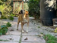MAGHERITA, Hund, Mischlingshund in Italien - Bild 9