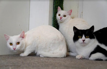 KARMEN, Katze, Europäisch Kurzhaar in Bulgarien - Bild 10