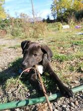 BENNY, Hund, Mischlingshund in Rumänien - Bild 1
