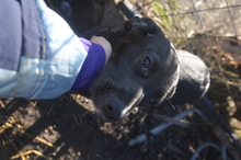 BENNY, Hund, Mischlingshund in Rumänien - Bild 10