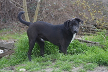 BENNY, Hund, Mischlingshund in Rumänien - Bild 13