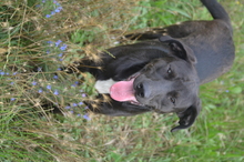 BENNY, Hund, Mischlingshund in Rumänien - Bild 15