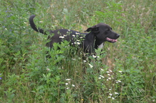 BENNY, Hund, Mischlingshund in Rumänien - Bild 16