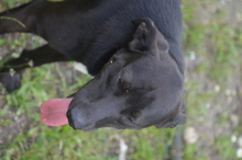 BENNY, Hund, Mischlingshund in Rumänien - Bild 18