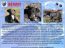 BENNY, Hund, Mischlingshund in Rumänien - Bild 2