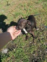 BENNY, Hund, Mischlingshund in Rumänien - Bild 5