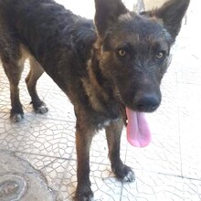 TOBIAS, Hund, Mischlingshund in Italien