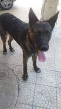 TOBIAS, Hund, Mischlingshund in Italien - Bild 5