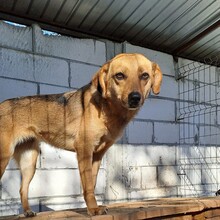 CHLOE, Hund, Mischlingshund in Rumänien - Bild 1