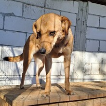CHLOE, Hund, Mischlingshund in Rumänien - Bild 2