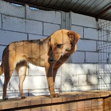 CHLOE, Hund, Mischlingshund in Rumänien - Bild 3