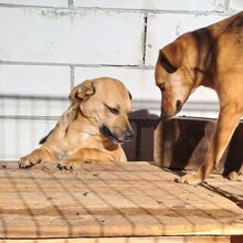 CHLOE, Hund, Mischlingshund in Rumänien - Bild 4