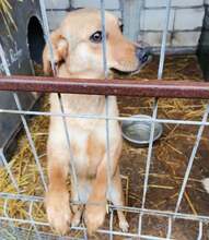CHLOE, Hund, Mischlingshund in Rumänien - Bild 5