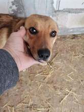 CHLOE, Hund, Mischlingshund in Rumänien - Bild 7