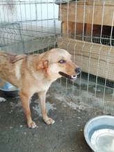 CHLOE, Hund, Mischlingshund in Rumänien - Bild 8