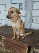 CHLOE, Hund, Mischlingshund in Rumänien - Bild 9