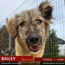 BAILEY, Hund, Mischlingshund in Leimen - Bild 1