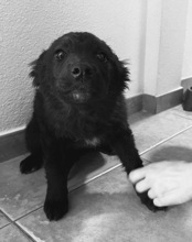 EMMA, Hund, Mischlingshund in Kroatien