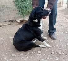 TOSCA, Hund, Mischlingshund in Griechenland - Bild 1