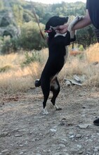 TOSCA, Hund, Mischlingshund in Griechenland - Bild 10