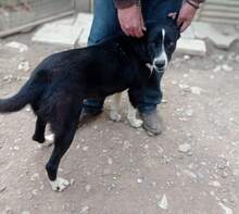TOSCA, Hund, Mischlingshund in Griechenland - Bild 2
