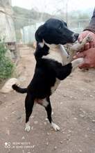 TOSCA, Hund, Mischlingshund in Griechenland - Bild 3