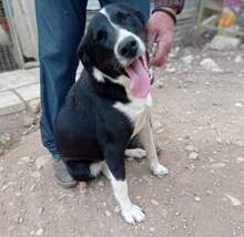 TOSCA, Hund, Mischlingshund in Griechenland - Bild 4