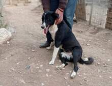 TOSCA, Hund, Mischlingshund in Griechenland - Bild 5